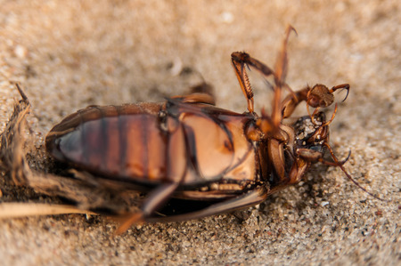 The great diving beetle, Dytiscus marginalis, is a large aquatic diving beetle native to Europe and northern Asiaの写真素材