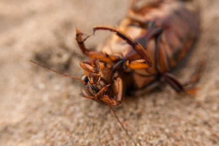 The great diving beetle, Dytiscus marginalis, is a large aquatic diving beetle native to Europe and northern Asiaの写真素材