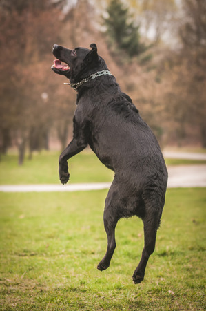 Black labrador dogの写真素材