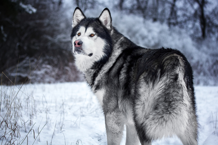 Alaskan Malamute in the forestの写真素材