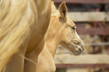Little palomino foalの写真素材