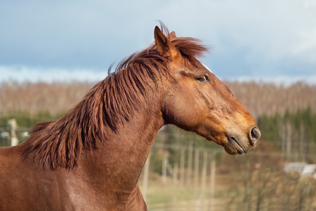 Portrait of a red horseの写真素材