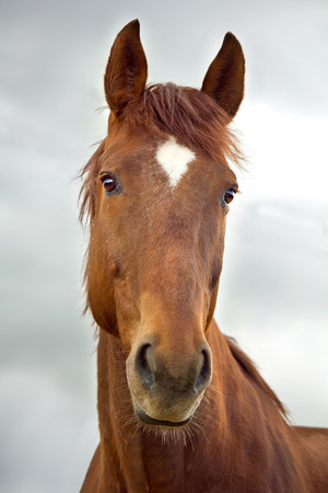 Portrait of a red horseの写真素材