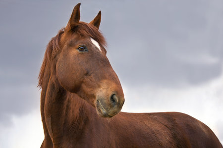 Portrait of a red horseの写真素材