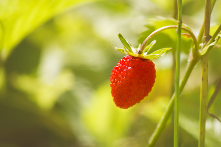 Wild strawberry in summer forestの写真素材