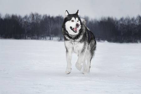 Alaskan Malamute in the forestの写真素材