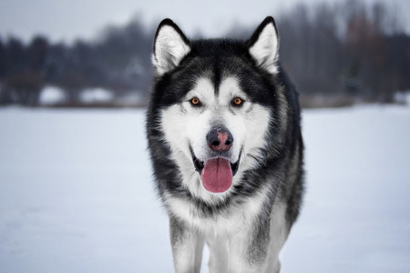 Alaskan Malamute in the forestの写真素材