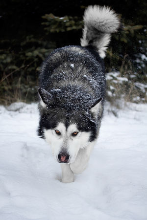 Alaskan Malamute in the forestの写真素材