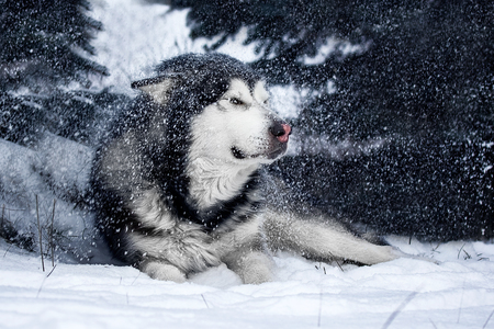 Alaskan Malamute in the forestの写真素材