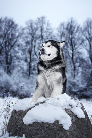Alaskan Malamute in the forestの写真素材