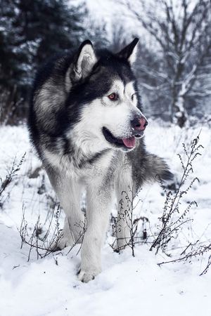Alaskan Malamute in the forestの写真素材