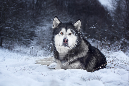 Alaskan Malamute in the forestの写真素材