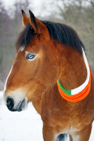 Horse celebrates St. Patrick's Dayの写真素材