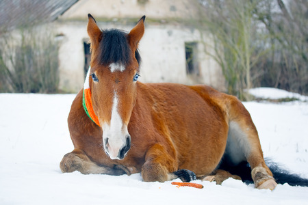 Horse celebrates St. Patrick's Dayの写真素材