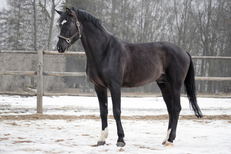Portrait of a black stallionの写真素材