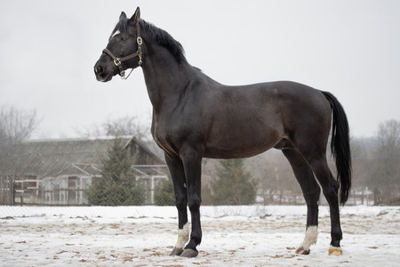 Portrait of a black stallionの写真素材