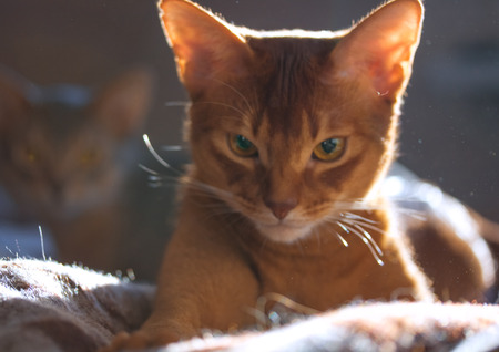Abyssinian on the couchの写真素材