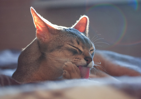 Abyssinian on the couchの写真素材