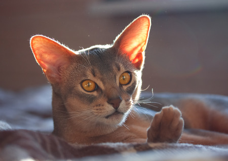 Abyssinian on the couchの写真素材