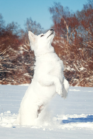 White Swiss Shepherd puppy for a walkの写真素材