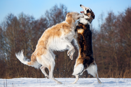 dog fightの写真素材
