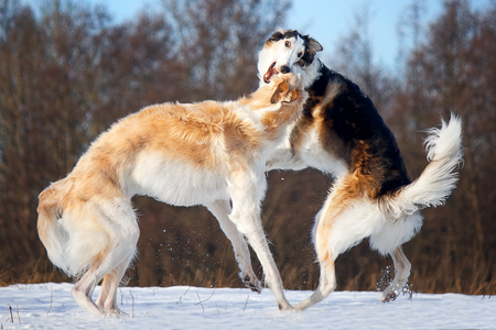 dog fightの写真素材