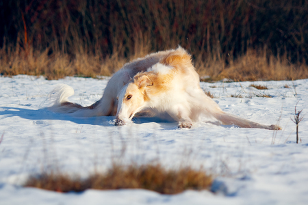 hunting dogの写真素材