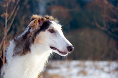 hunting dogの写真素材