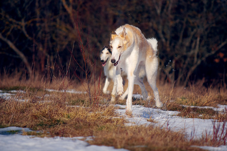 hunting dogの写真素材
