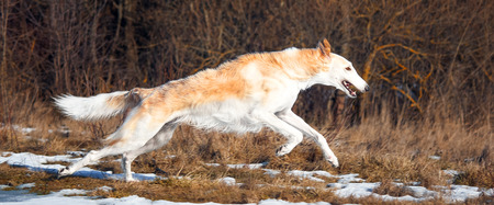 hunting dogの写真素材