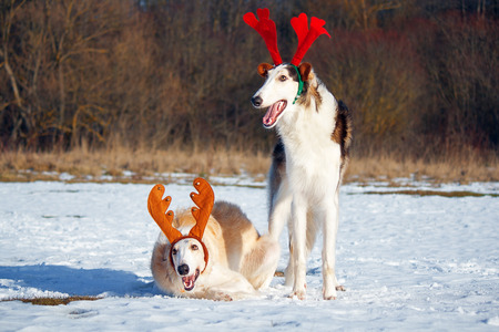 The dog as a Christmas reindeerの写真素材