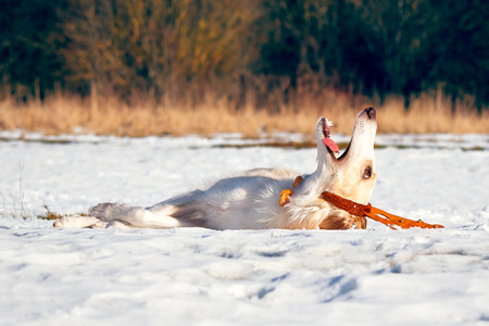 The dog as a Christmas reindeerの写真素材
