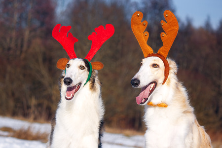 The dog as a Christmas reindeerの写真素材