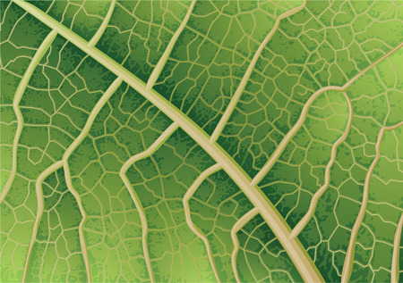  Vector illustration - leaf textureのイラスト素材