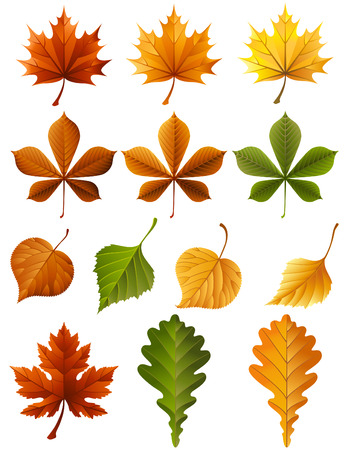 Vector illustration - autumn leaves  icon setのイラスト素材
