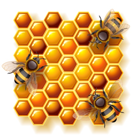 Vector illustration - bees on honeycomb, EPS 10, RGB.Use transparency and blend modesのイラスト素材