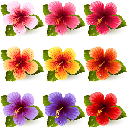 set of colorful hibiscus flowersのイラスト素材