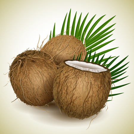 Vector illustration - Coconut whis palm leawesのイラスト素材