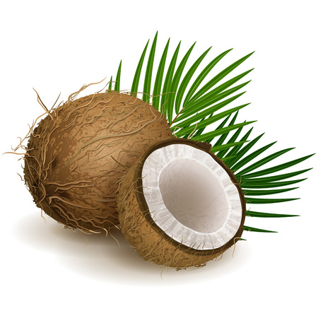 Vector illustration - Coconut isolated on whiteのイラスト素材