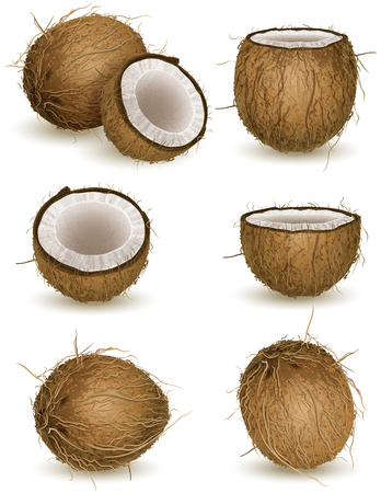 Vector illustration - Coconut isolated on whiteのイラスト素材