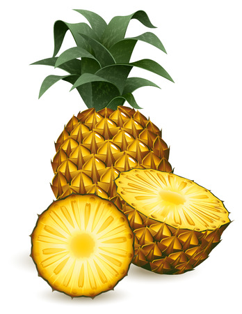 Vector illustration - Pineapple isolated on whiteのイラスト素材