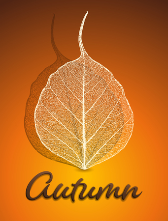 Vector illustration - autumn background with skeleton leaves. EPS 10の写真素材
