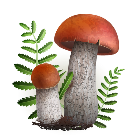 Vector illustration - boletus mushrooms set with cones and leaves Isolated on white background. EPS 10のイラスト素材