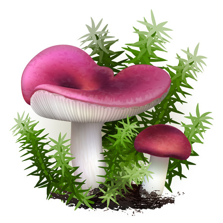 Vector illustration - Russula mushrooms set with cones and leaves Isolated on white background. EPS 10のイラスト素材