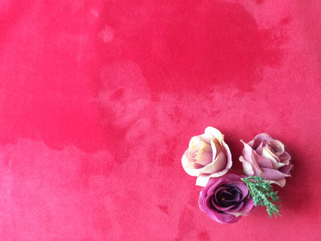 Pink roses on a red background, valentine's day backgroundの写真素材