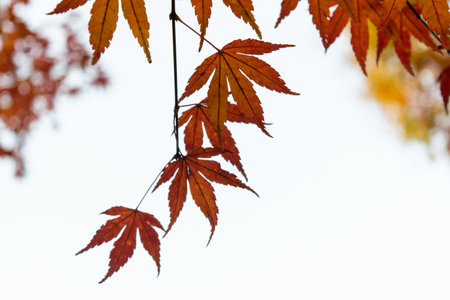 Maple leaves, five branches orange colour zigzag shape colour changes when autumn. White background with copy spaceの写真素材