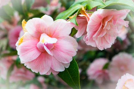 Pink roses in the garden, white shade brown dying out. Vignette edgeの写真素材