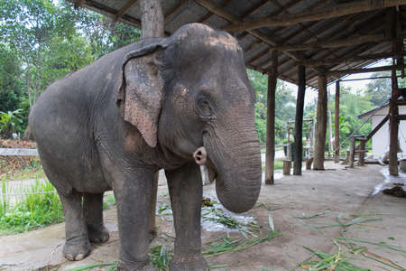 Elephant standing wait for food feeding, old big ears and hungry under shelter eating green leavesの写真素材