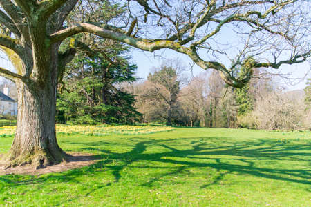 Big tree, green branches shadow from sunlight over field. Natural view park backgroundの写真素材