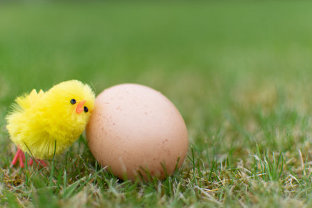 Cute chicken with egg on field easter day celebration, small yellow lay over take care, copy space.